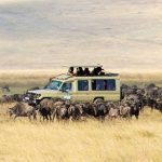 Uganda vs Tanzania Safari