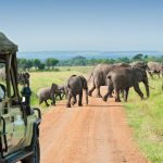 Uganda’s Big Five