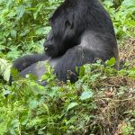 Cheapest Way to See Gorillas in Uganda