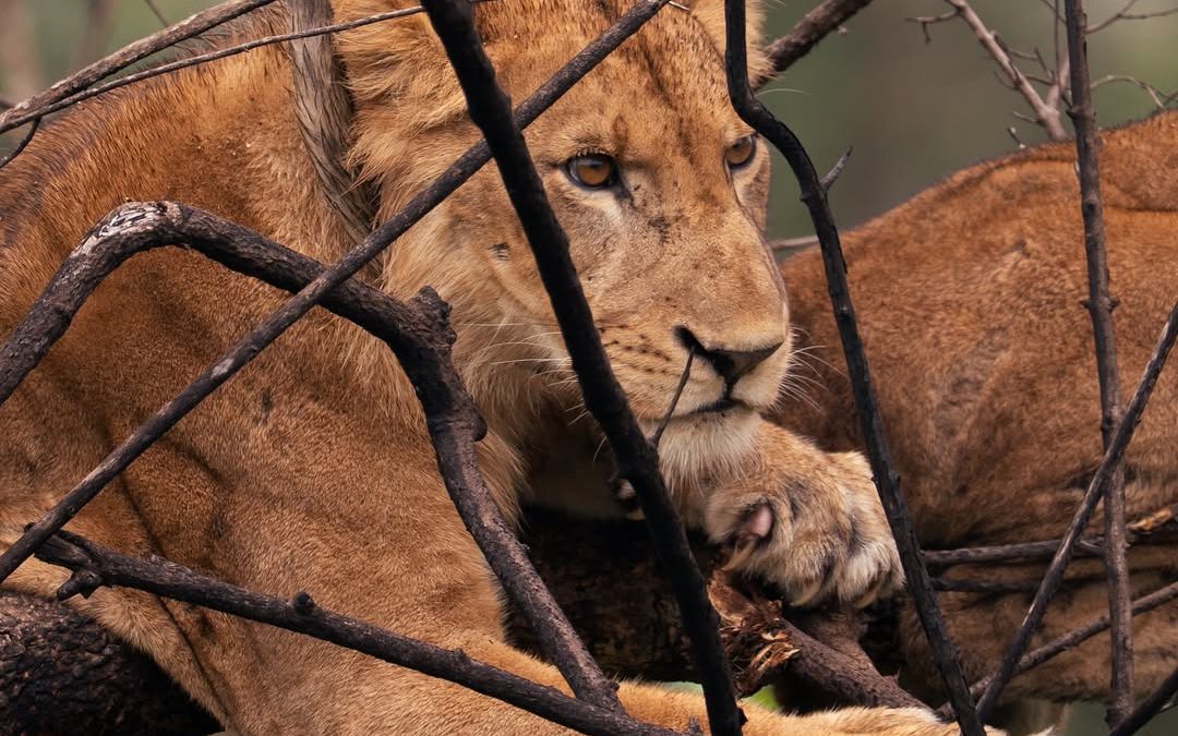 Tree-Climbing Lions of Ishasha: How to Spot Them
