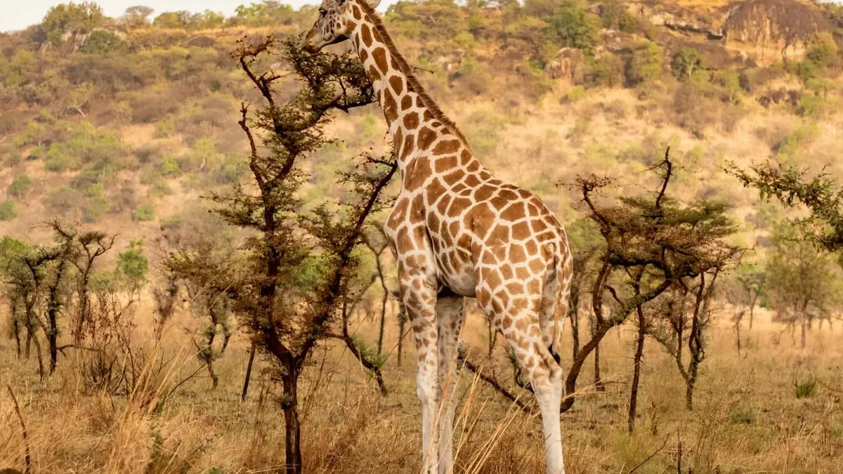 Budget vs Luxury Safari in Uganda