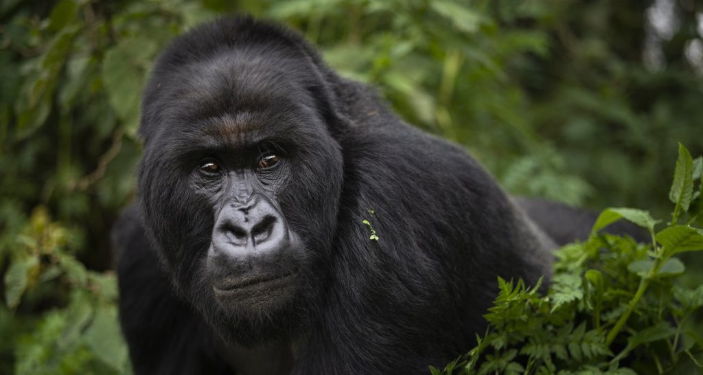 How to Choose the Best Tour Company for Gorilla Trekking