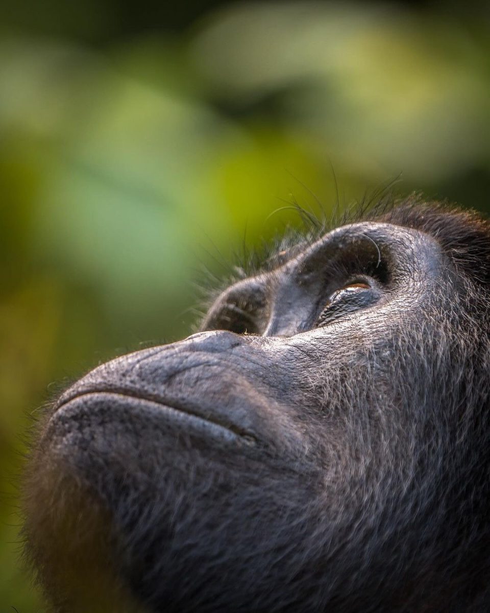 Uganda Safe for Tourism During 2026 Elections