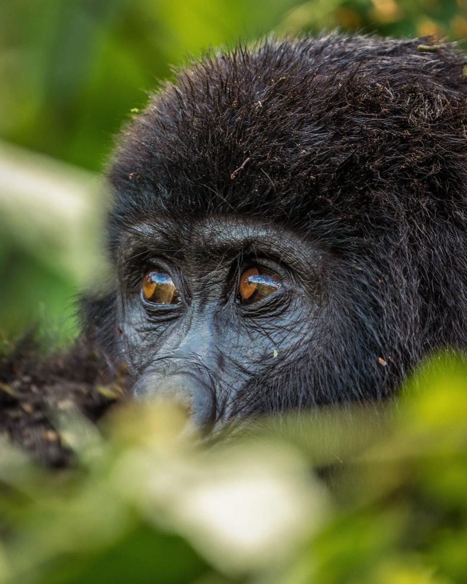 Gorilla trekking