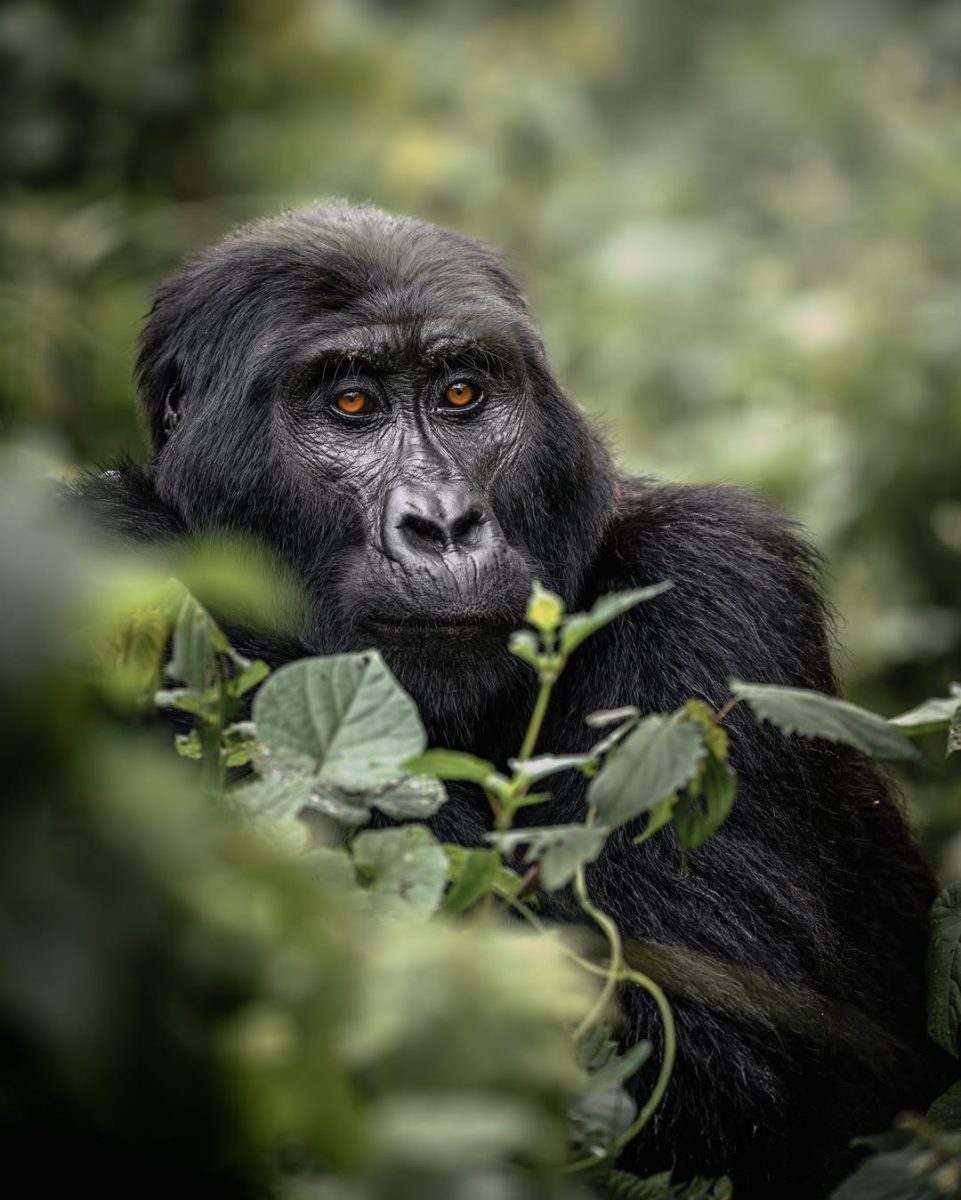 Silverback Gorilla