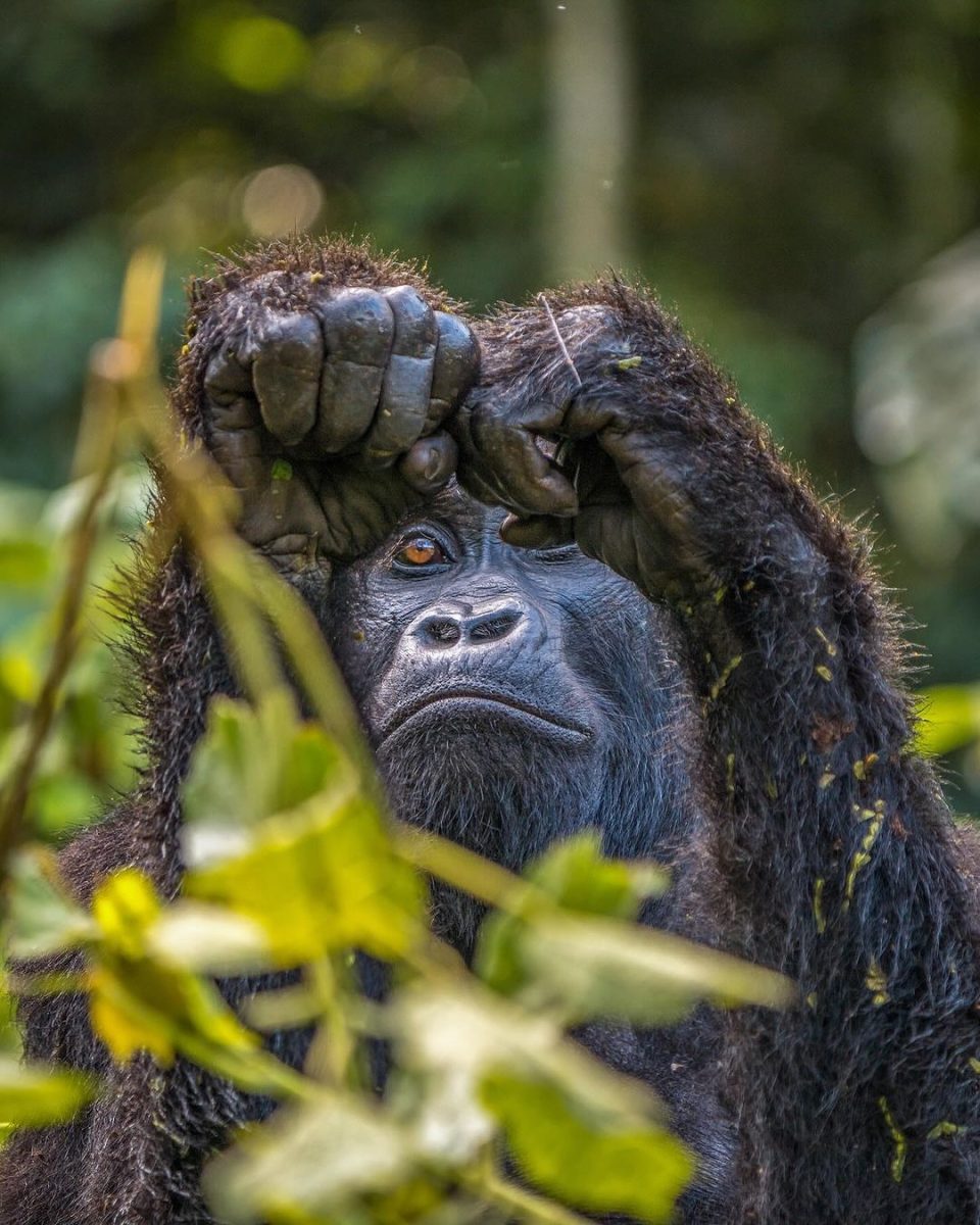 Gorilla eating