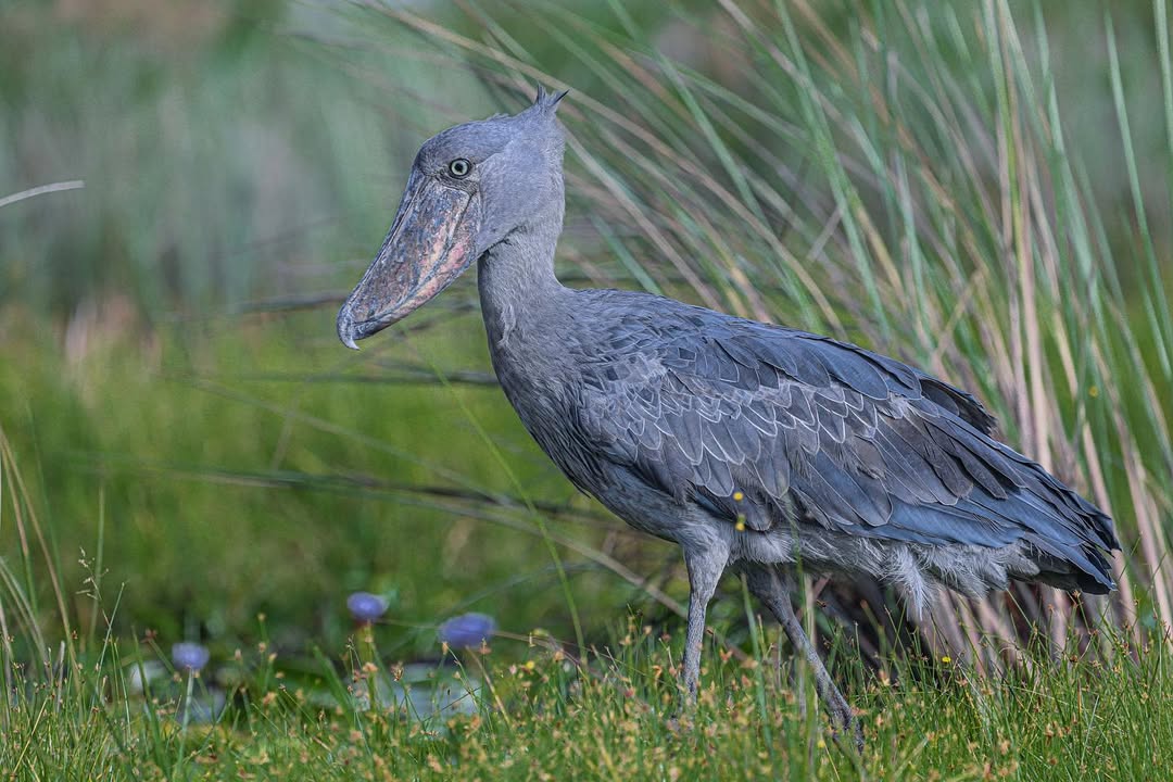 The Shoebill Stork in Mabamba Wetland