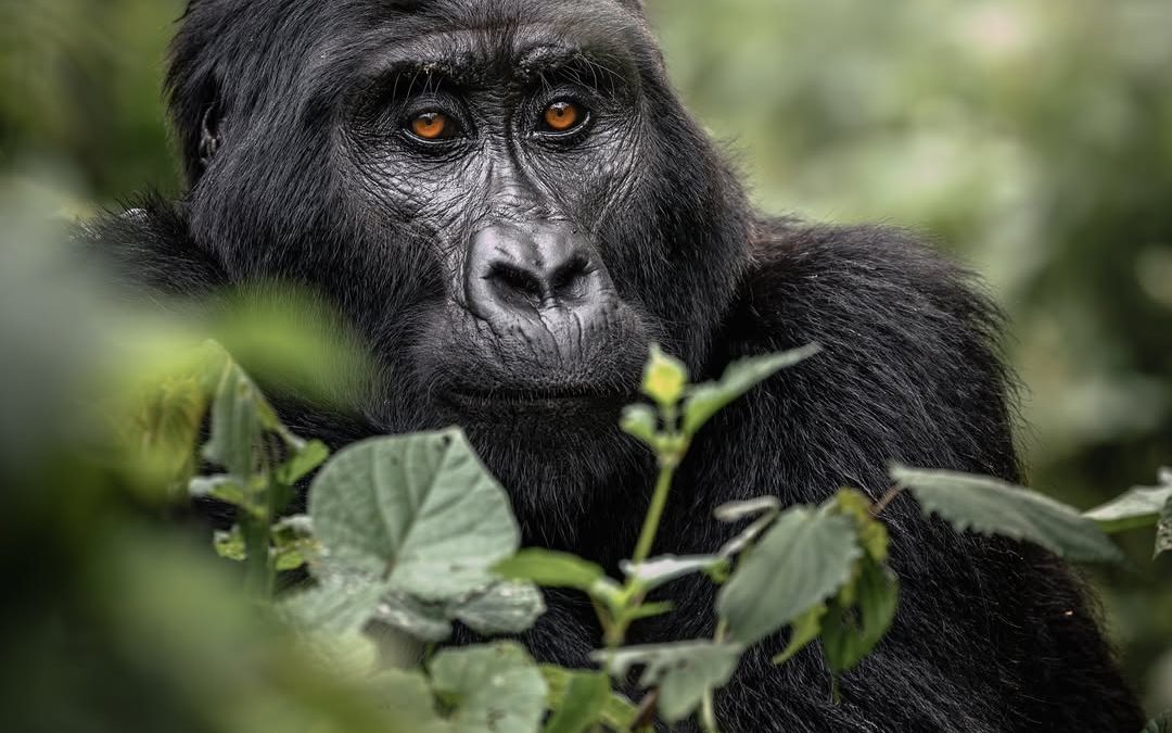Gorilla Trekking with My Family: A Personal Story