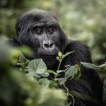 Gorilla Trekking with My Family: A Personal Story