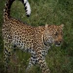 Book your 2025 Uganda safari now to secure top lodges, prime gorilla trekking permits, and the best travel dates before they sell out.