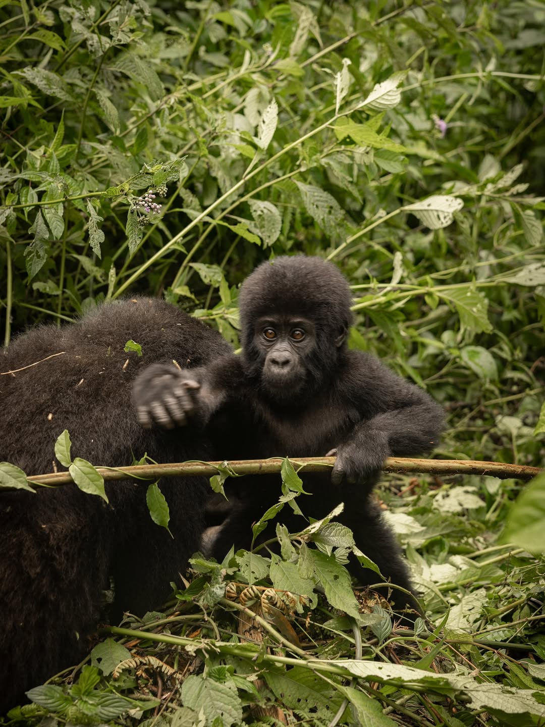 Gorilla Trekking in Bwindi