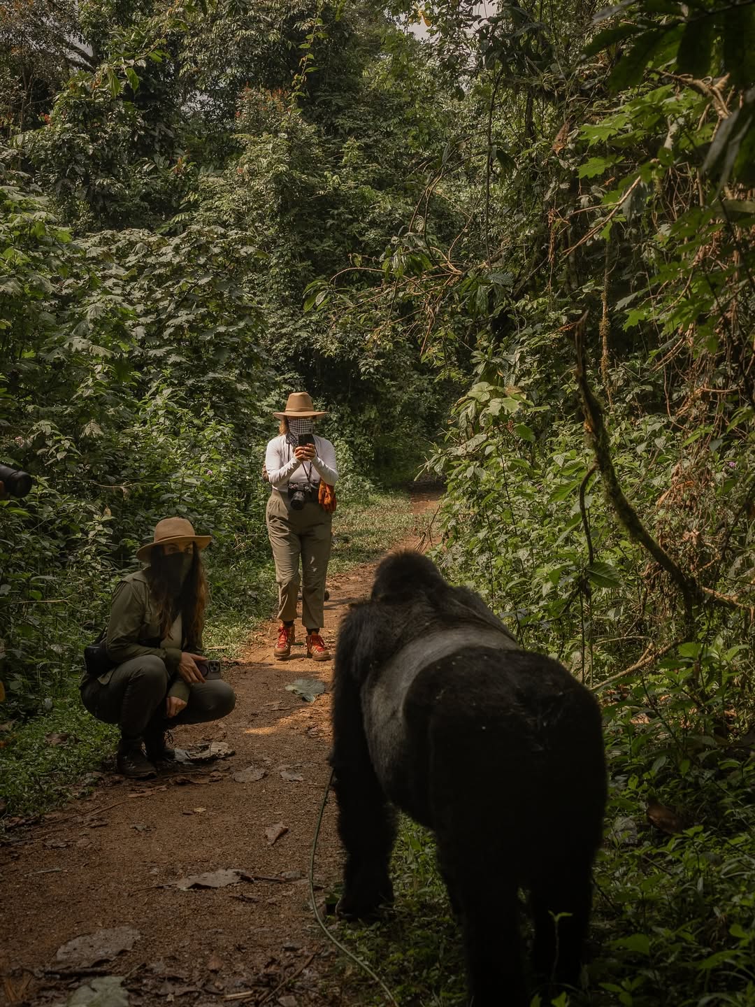 Tourists Gorilla Trekking in Bwindi