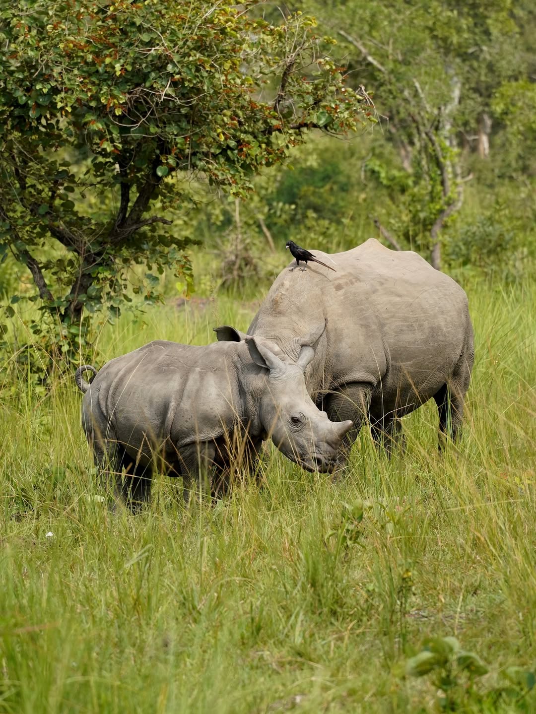 Rhino Tracking at Ziwa Rhino Sanctuary