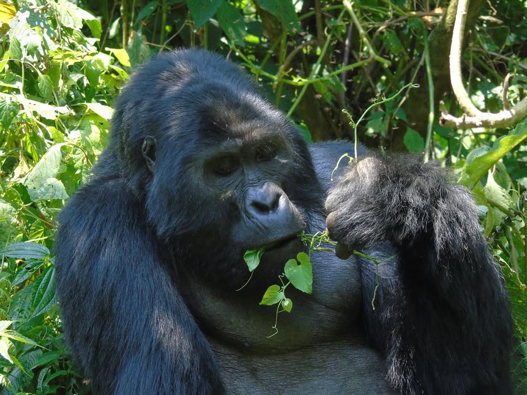 Gorilla Trekking in Bwindi Impenetrable National Park