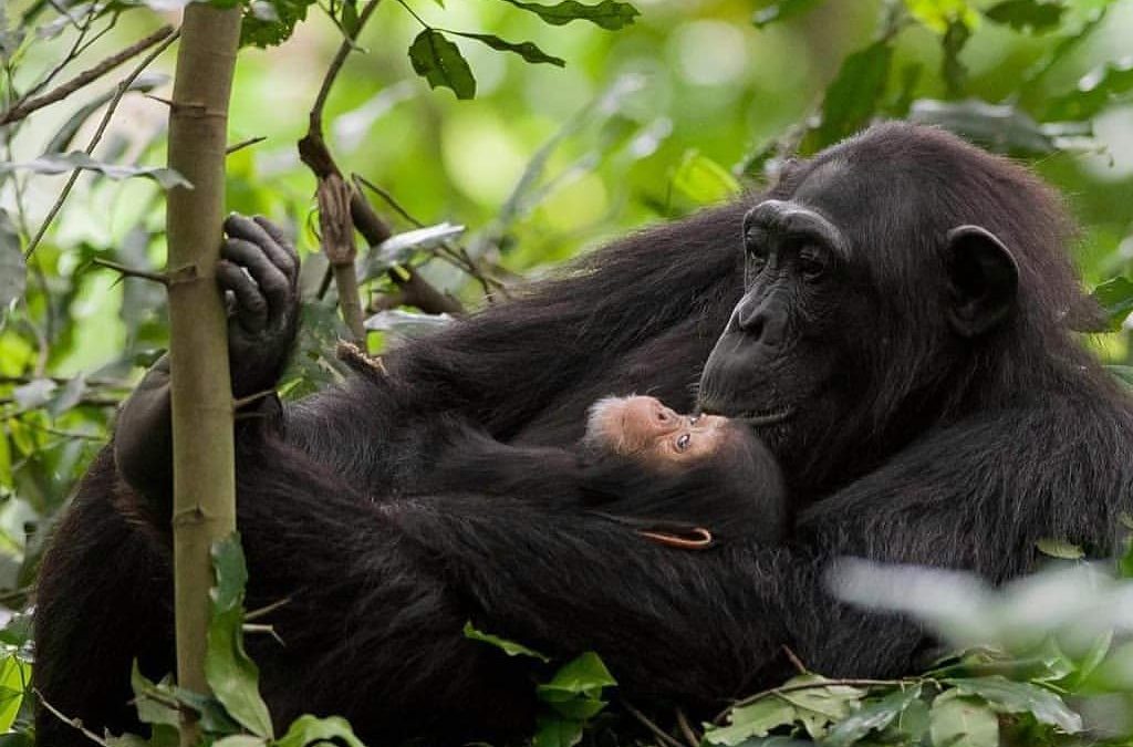 5 Reasons to Book Your Uganda Safari Now