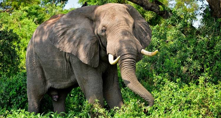 Uganda in December: Wildlife, Weather & Events