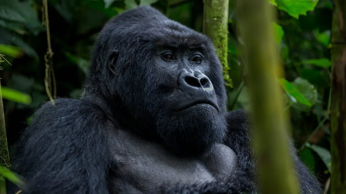 September in Uganda: Gorilla Trekking Highlights