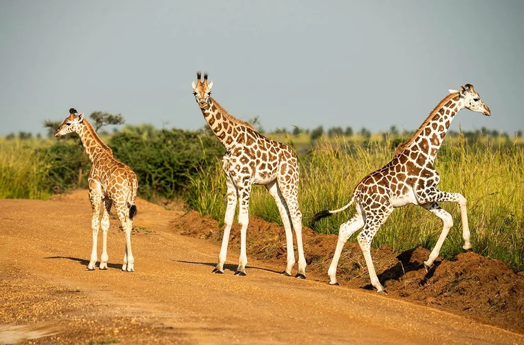 Why June–August is Peak Safari Season in Uganda