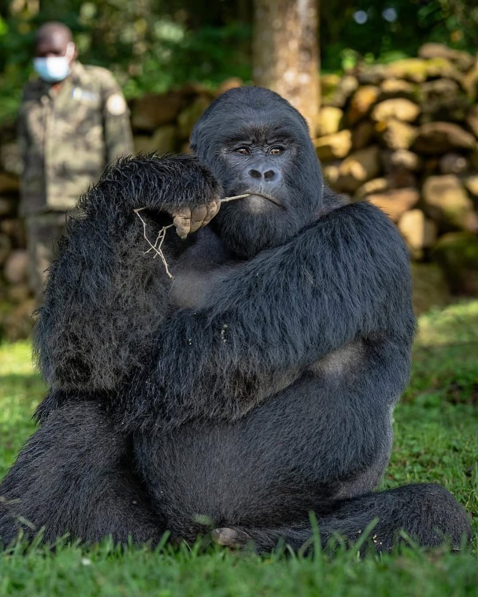 Monkeys Vs Apes