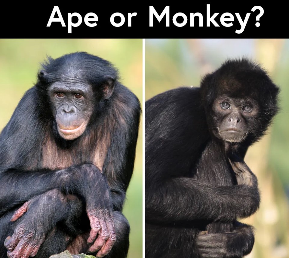 Monkeys Vs Apes