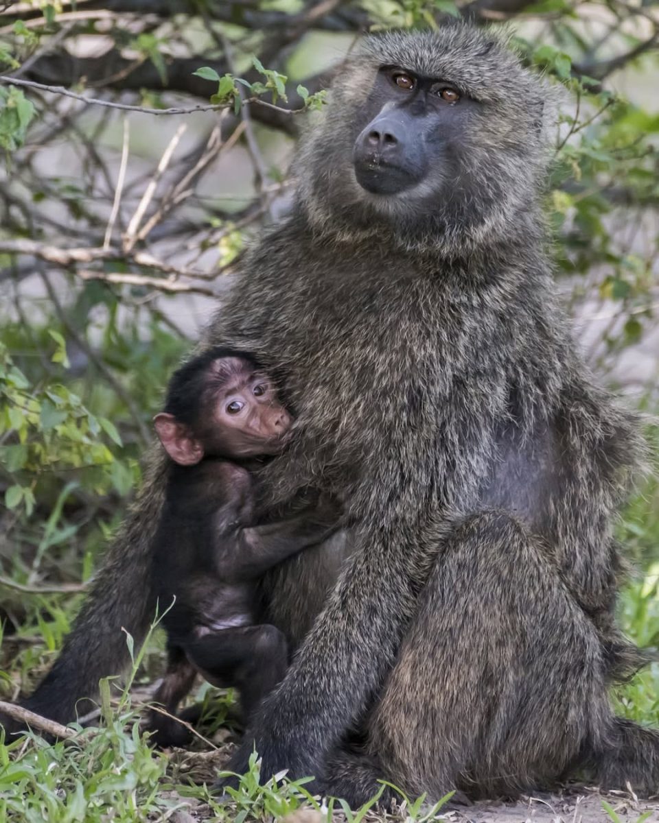Monkeys Vs Apes