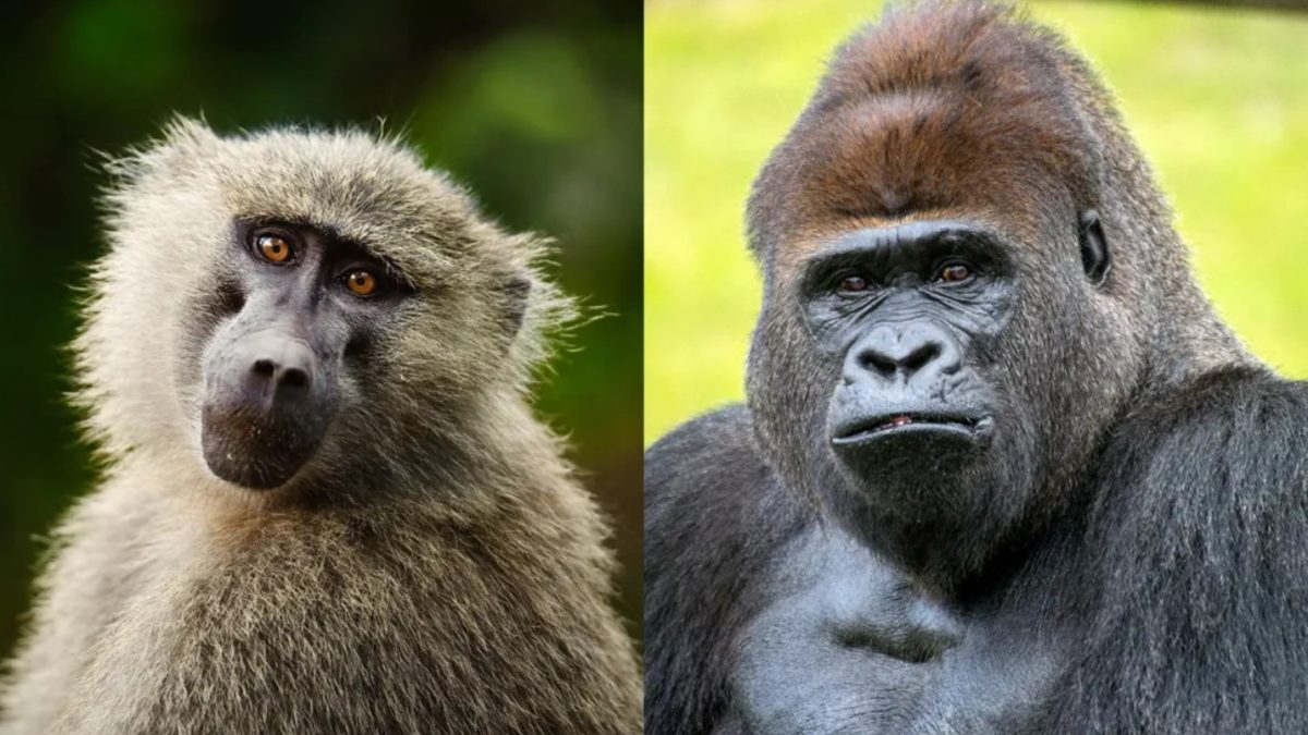 Monkey Vs Apes