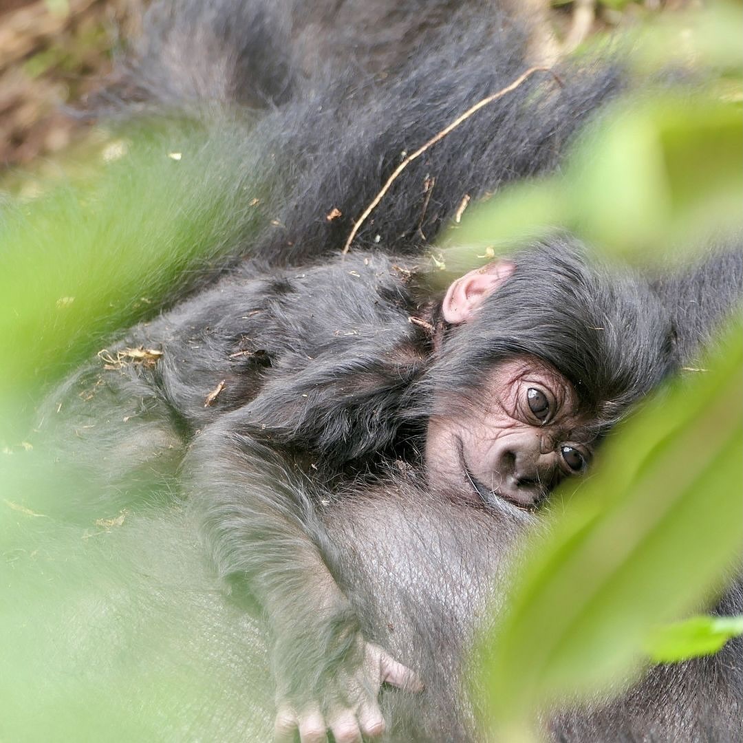 Monkeys Vs Apes