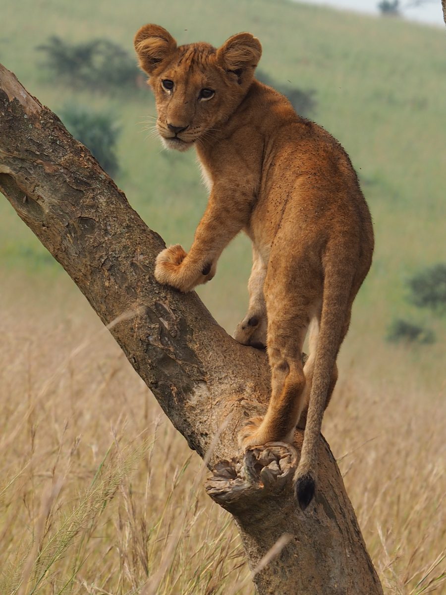 Tree Climbing lion in Ishasha Sector