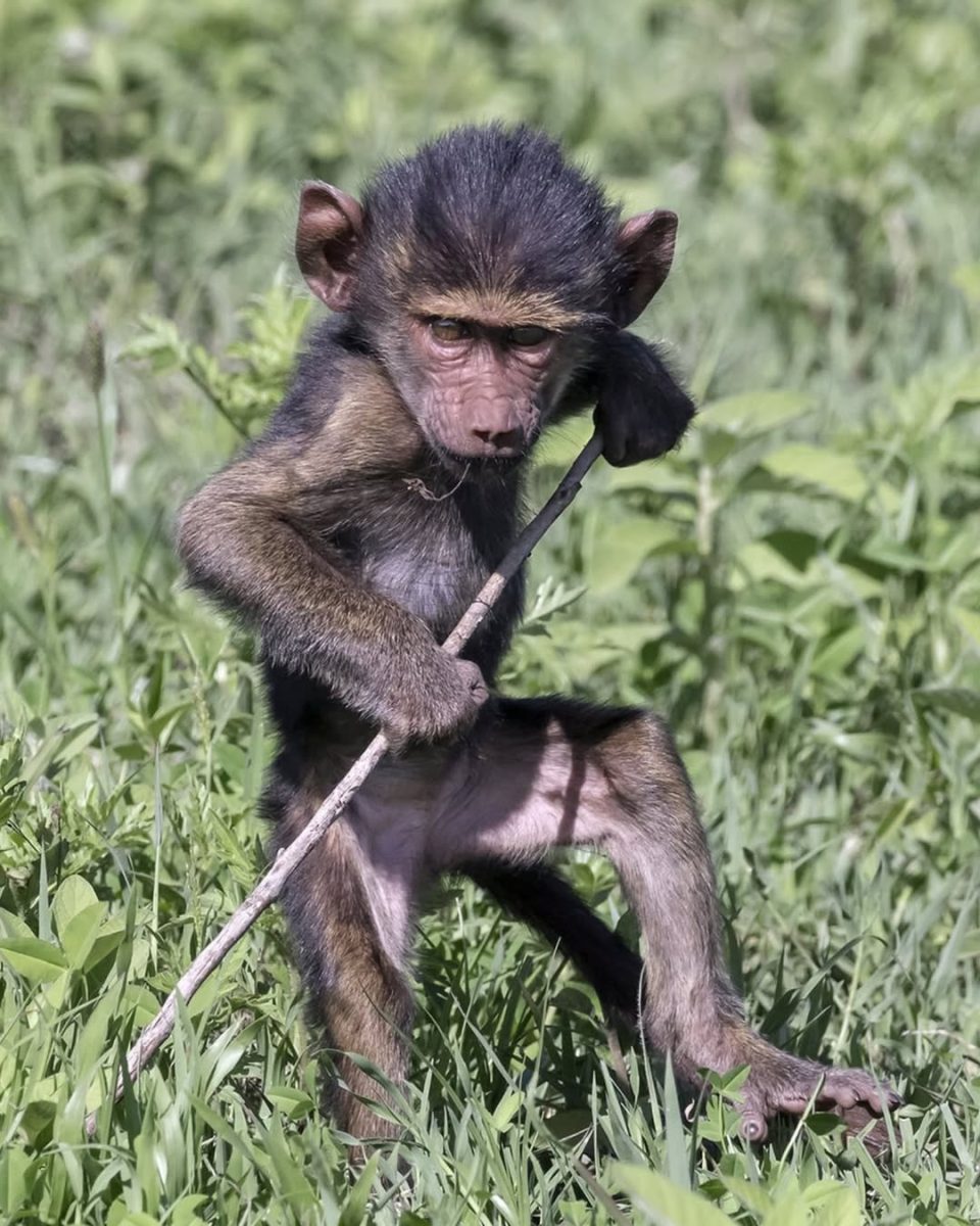 Monkeys Vs Apes