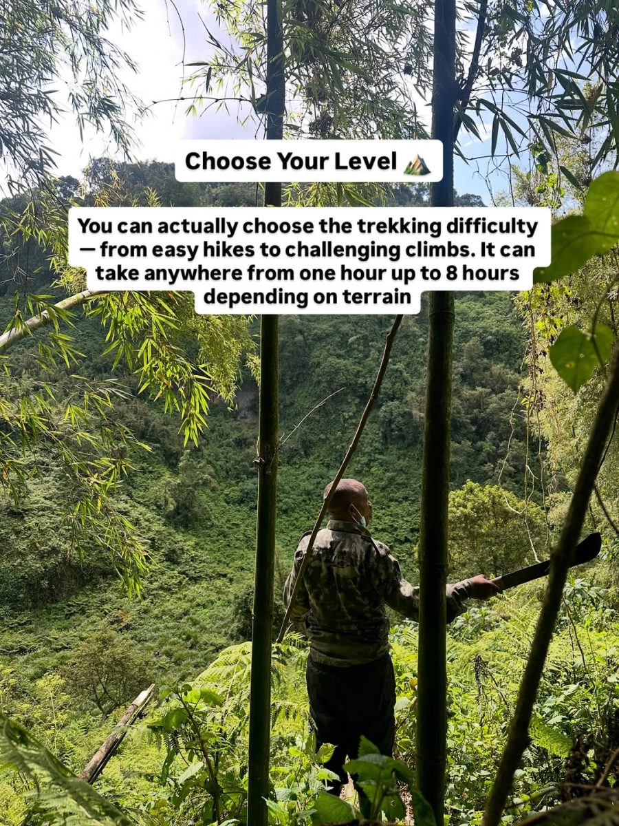 Gorilla trekking