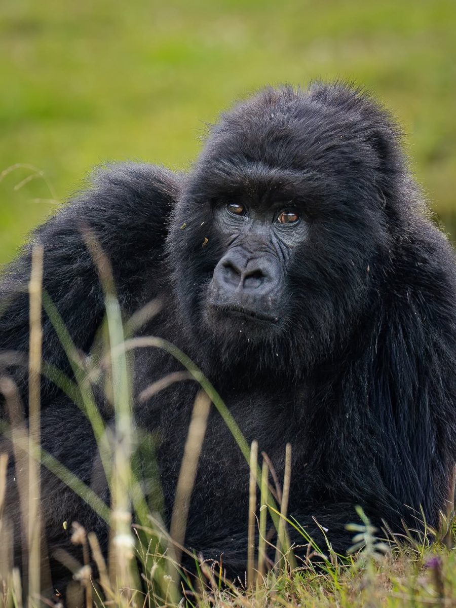 Gorilla Trekking and Wildebeest Migration