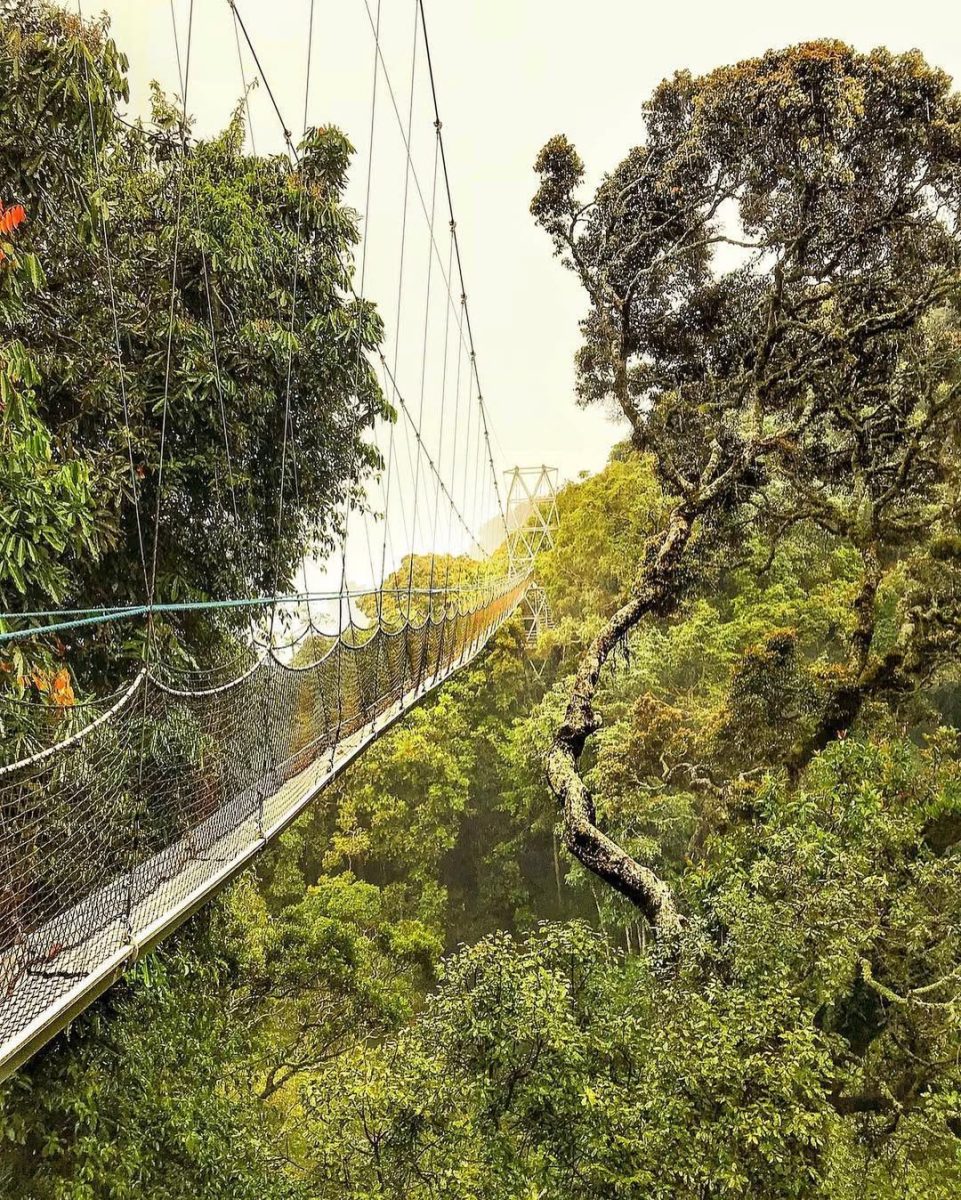 Group Gorilla Trekking Tours