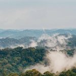 Nyungwe Forest National Park