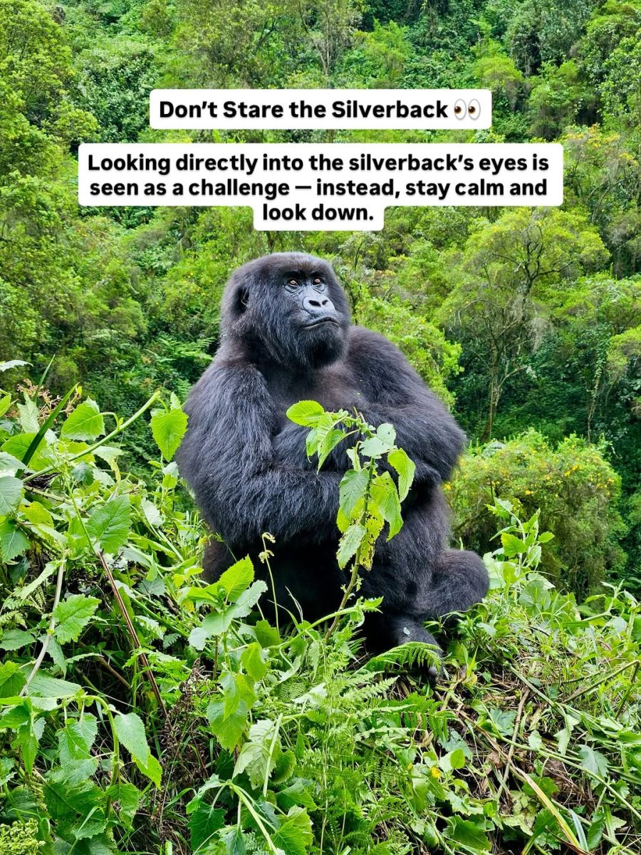 Silverback gorilla