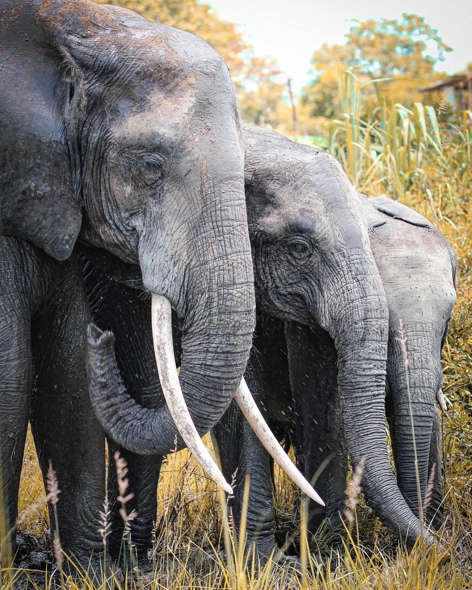 Gorilla Trekking and Wildebeest Migration