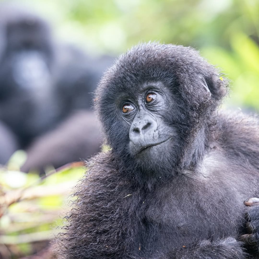Gorilla Trekking and Wildebeest Migration