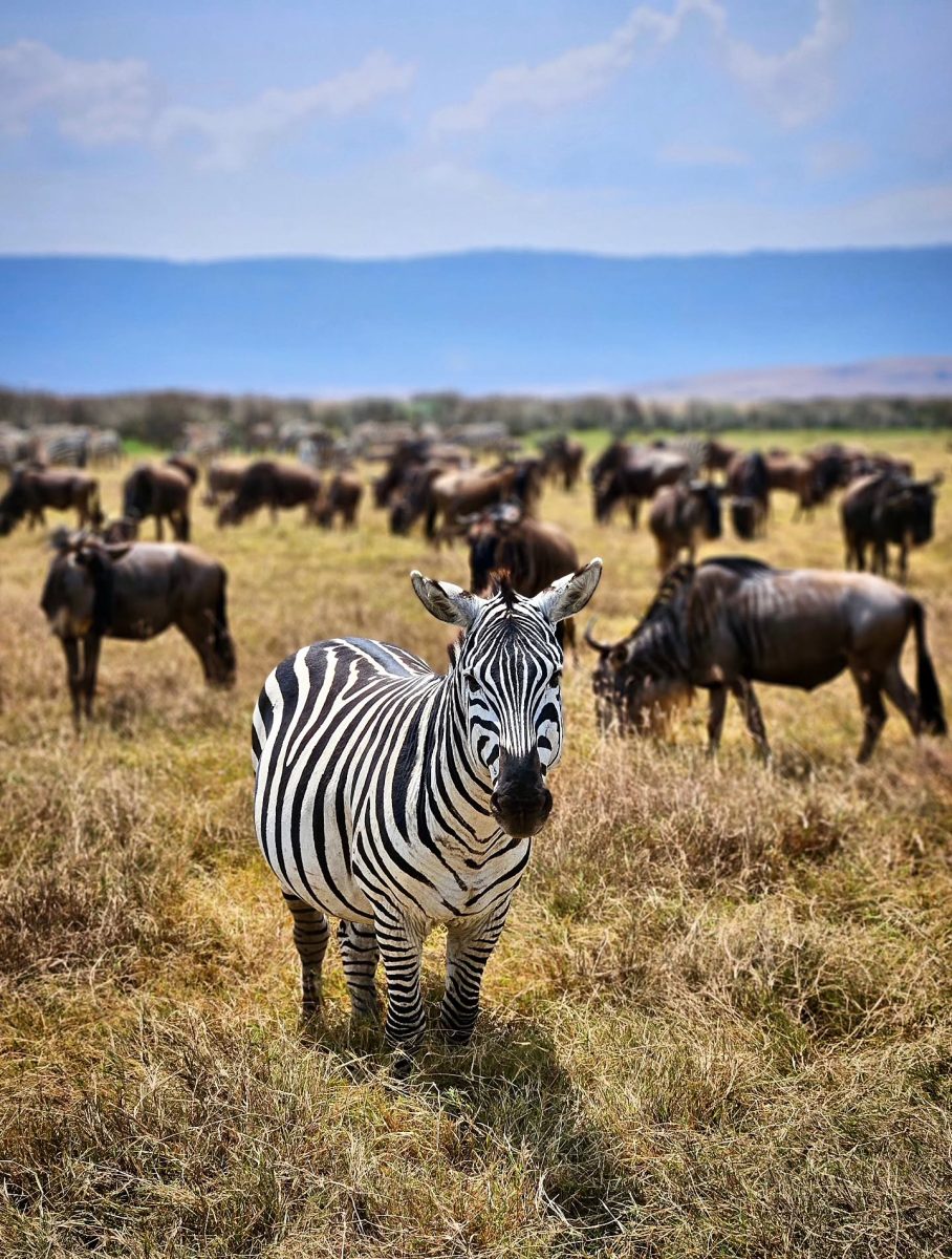 Ngorongoro Crater