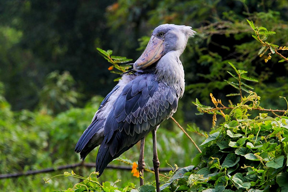 7-Day Uganda Gorilla Wildlife Safari