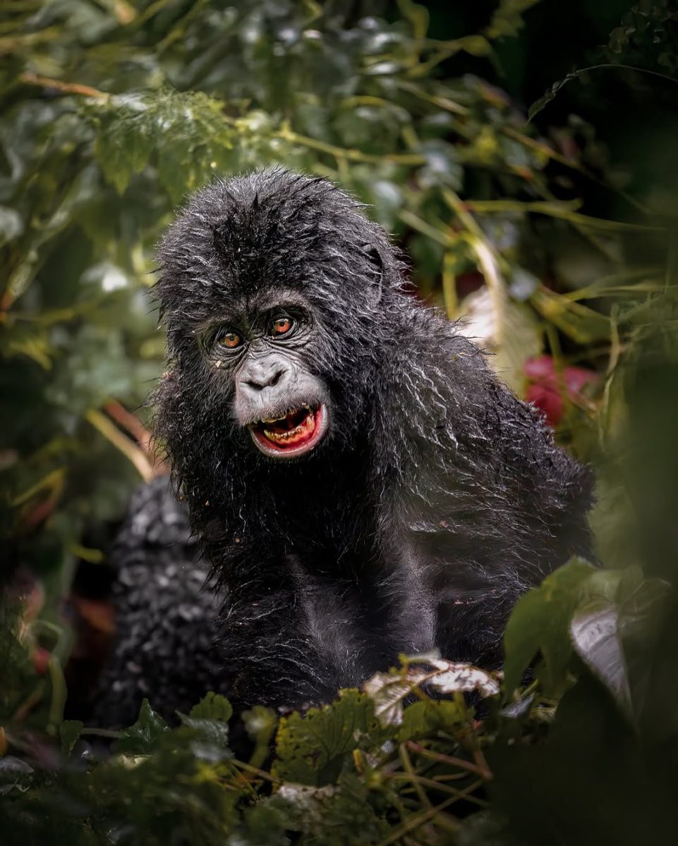 Group Gorilla Trekking Tours