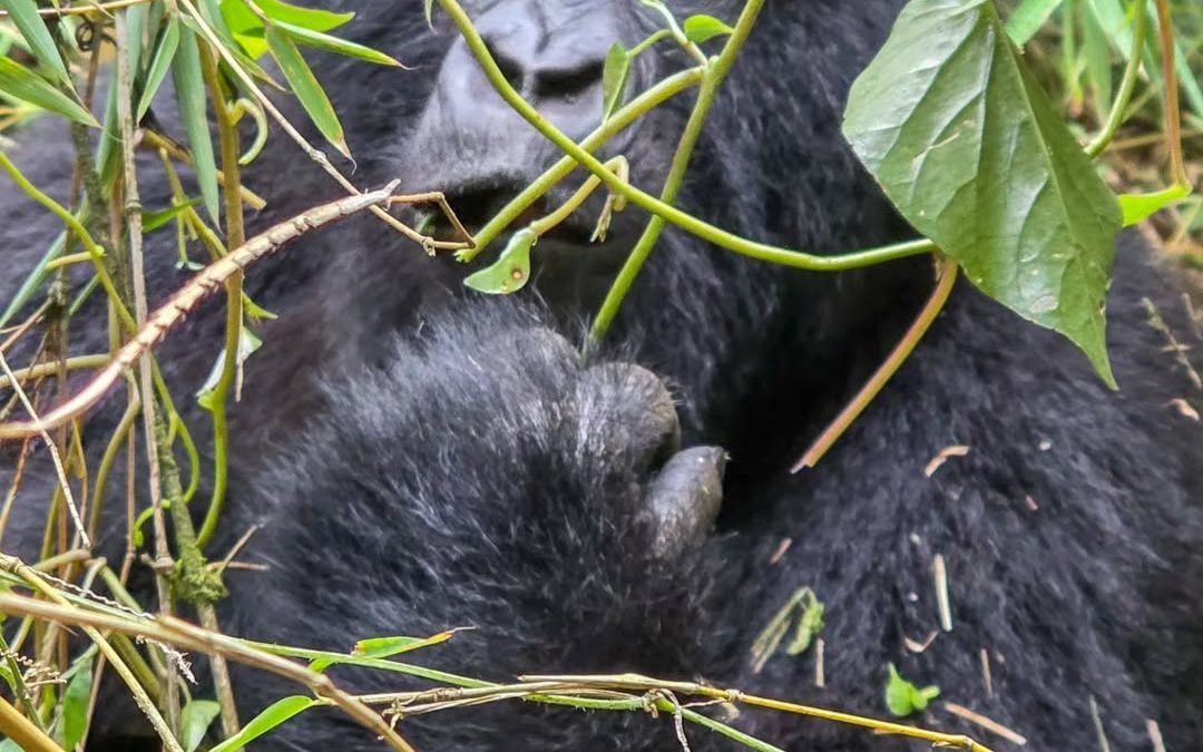 3-day budget gorilla trekking