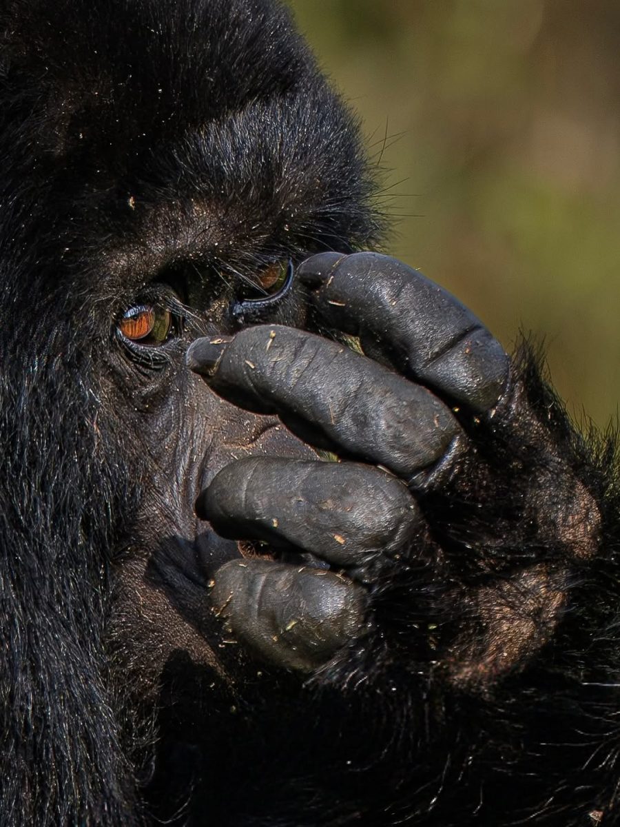 Group Gorilla Trekking Tours