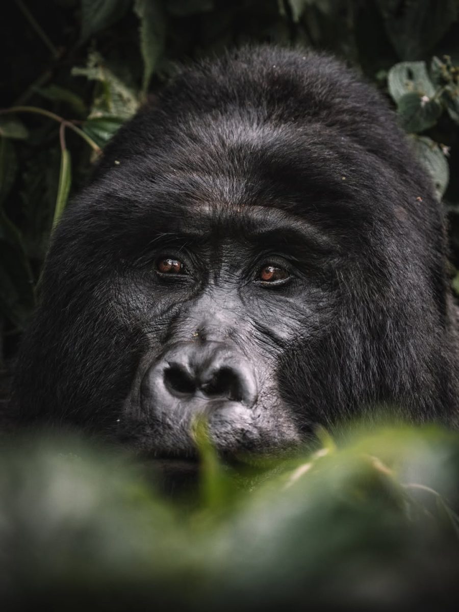 Group Gorilla Trekking Tours