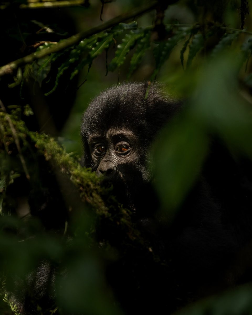 Group Gorilla Trekking Tours