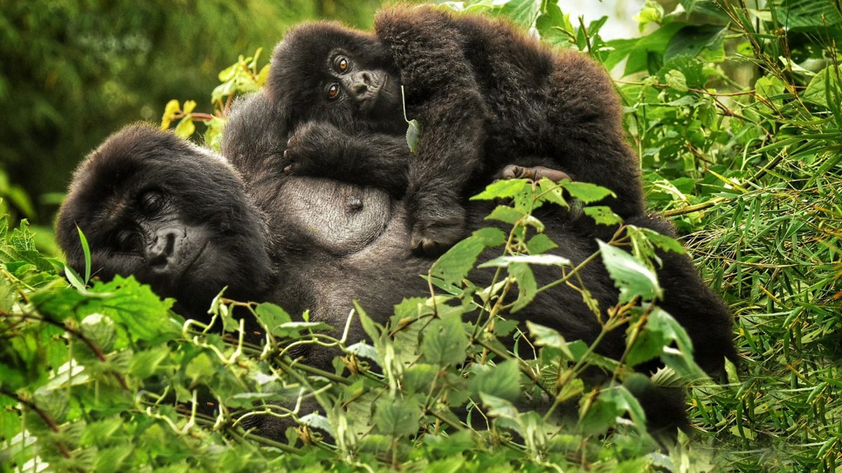 7-Day Uganda Gorilla Wildlife Safari
