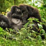 7-Day Uganda Gorilla Wildlife Safari