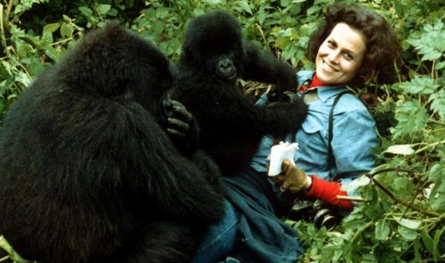 The Story of Dian Fossey and the Mountain Gorillas