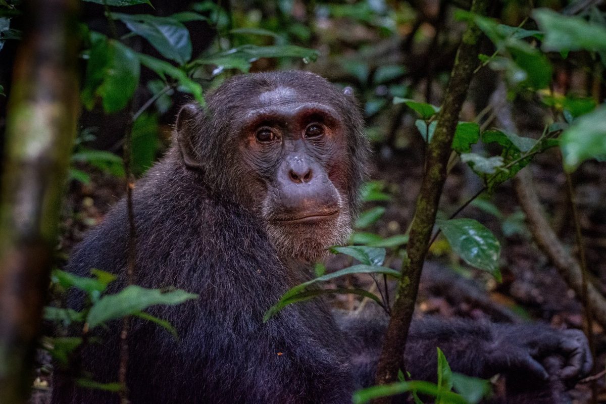 Gorilla & Chimpanzee Trekking tour