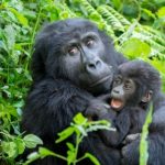 Gorilla Families in Bwindi