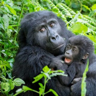Gorilla Families in Bwindi