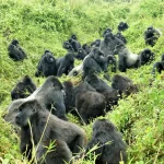 History of mountain gorilla conservation